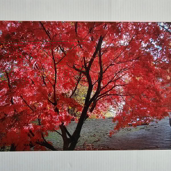 Red Autumn Acer Photo Print Size 20cm x 30cm (8" x 12")