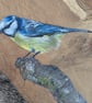 Original Blue Tit painting on reclaimed and repurposed wood - Image 1