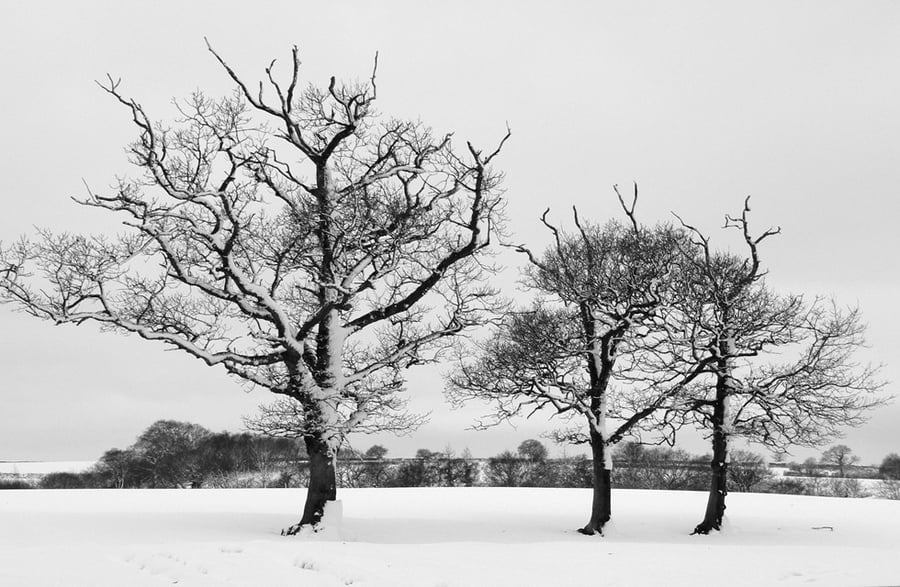 Winter Trees
