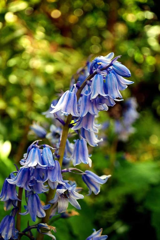 Bluebells Colourful Spring Flowers Hyacinthoides Photograph Print