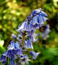 Bluebells Colourful Spring Flowers Hyacinthoides Photograph Print