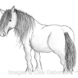 Highland pony - original illustration of pony. Pen and ink.