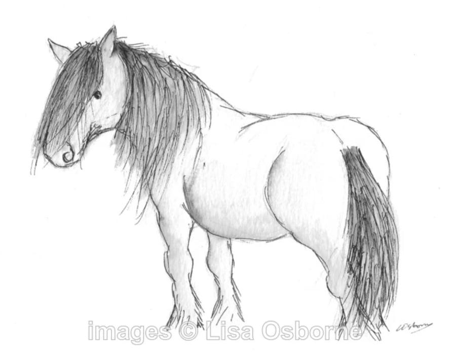 Highland pony - original illustration of pony. Pen and ink.