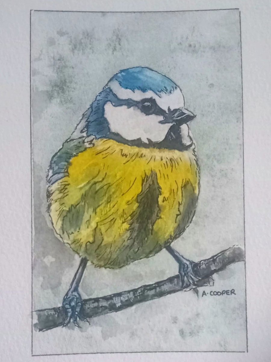 , LITTLE BLUETIT, original watercolour and fine liner painting 