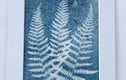 From The Fernery Cyanotype Collection