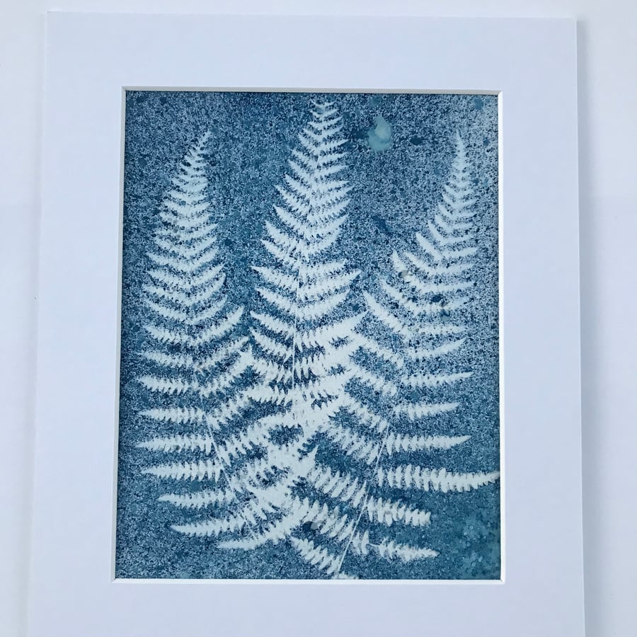 Baby it's cold outside- Ferns keep thier cool in this Cyanotype Photogram 