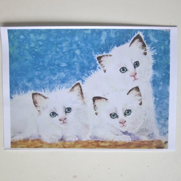 Kitten, Cat print. Fluffy white kitten trio