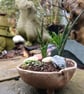 Handmade Ceramic Succulent Planter Rustic Pottery Bowl Indoor or Outdoor use