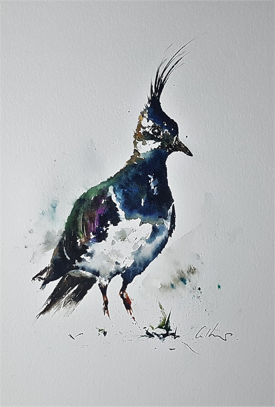 A Lapwing, Original Watercolour Painting.