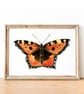 Small Tortoiseshell A5 Inkjet Print - Image 1