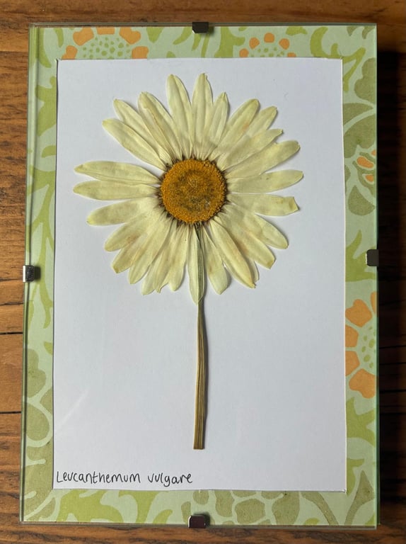 Real Pressed Flower Art in A6 Clip Frame - Ox-Eye Daisy Flower