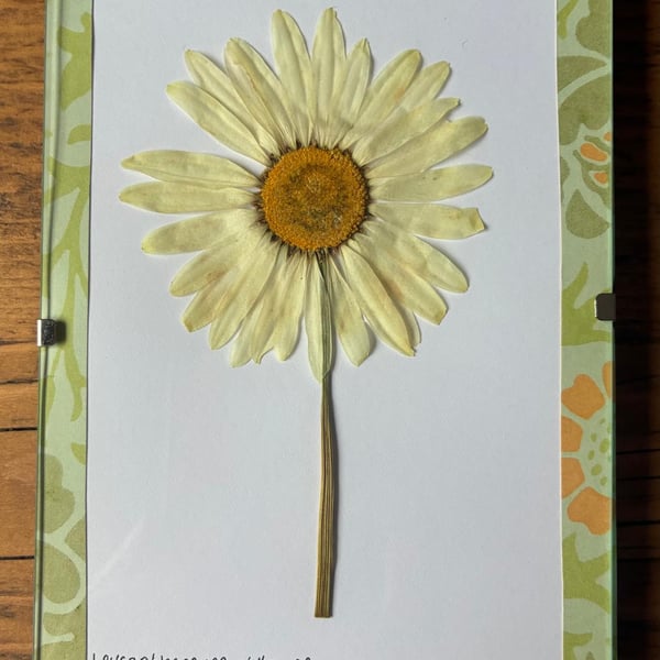 Real Pressed Flower Art in A6 Clip Frame - Ox-Eye Daisy Flower