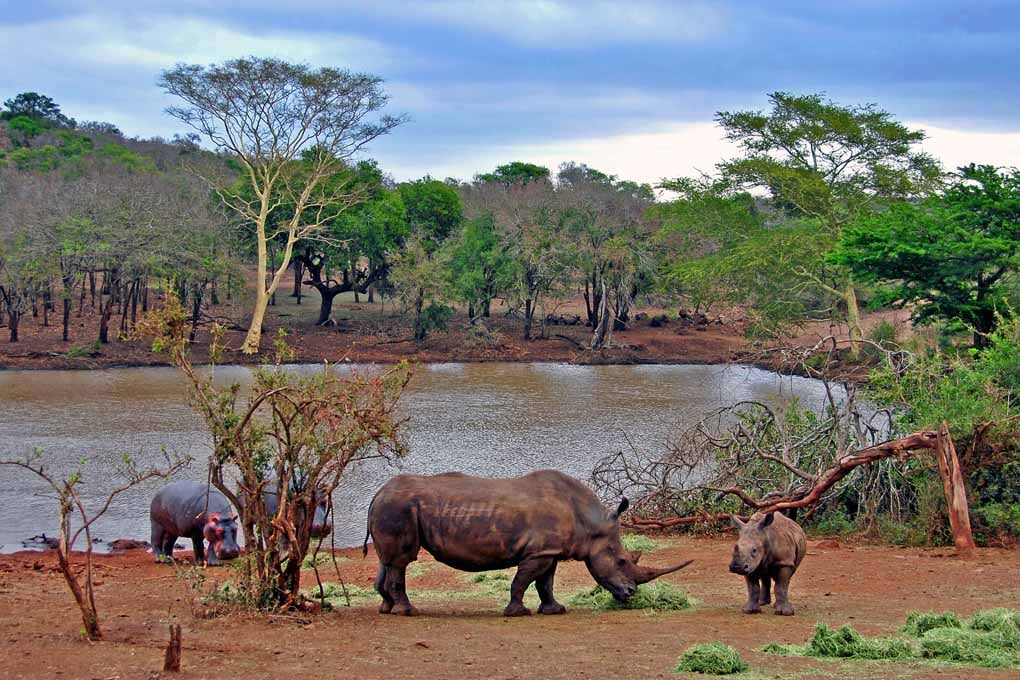 African White Rhinoceros South Africa Photograph Print