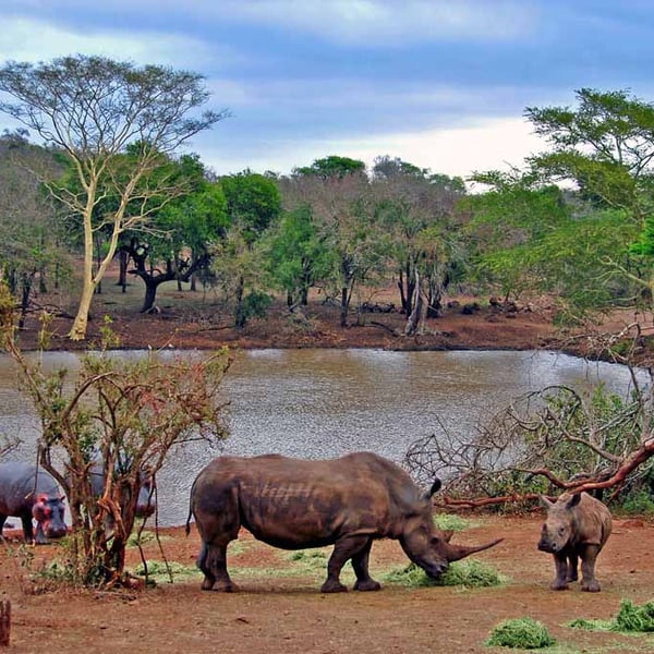 African White Rhinoceros South Africa Photograph Print