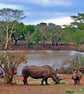 African White Rhinoceros South Africa Photograph Print - Image 1