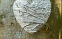 Silver Birch Collection