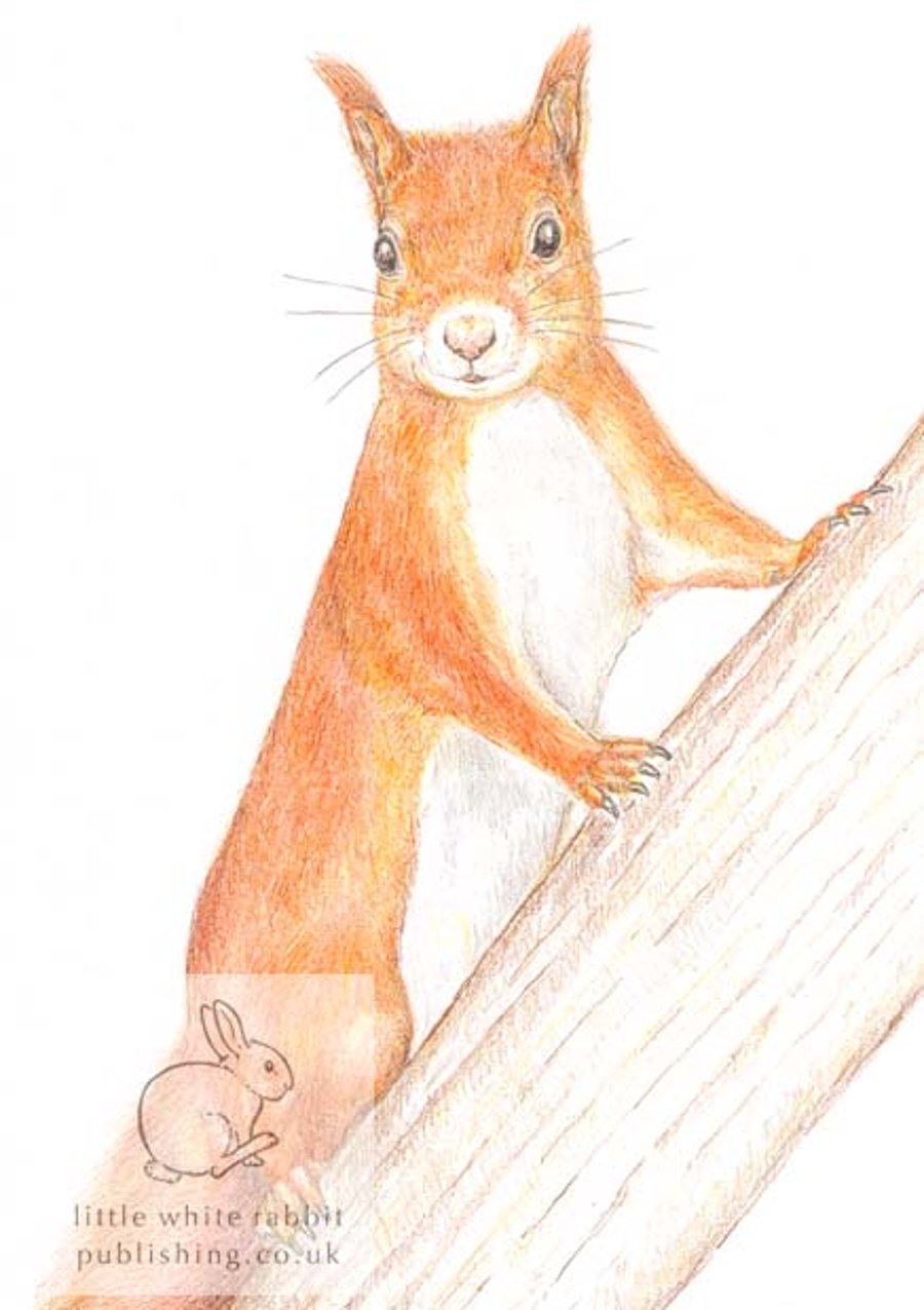 Red Squirrel - Blank Card