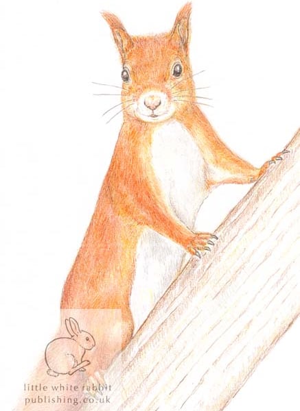 Red Squirrel - Blank Card