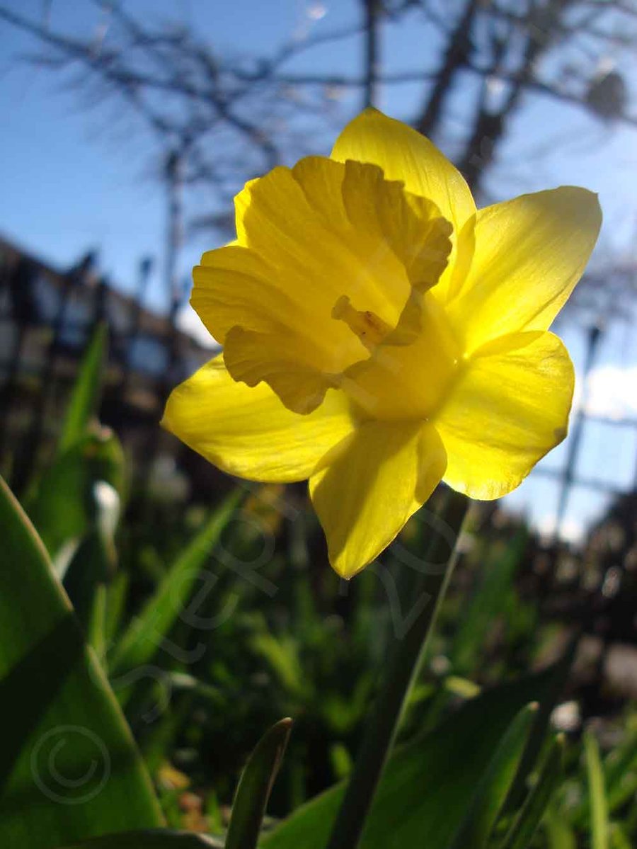 Daffodil -Photographic Print