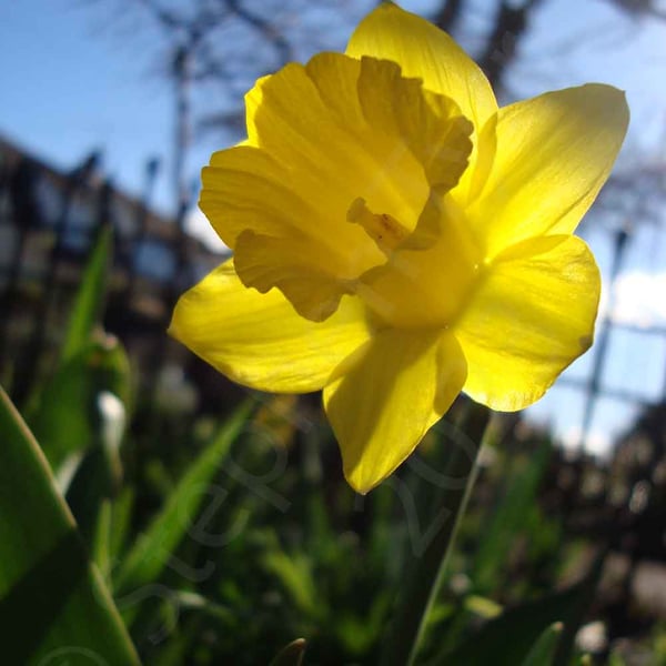 Daffodil -Photographic Print