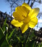 Daffodil -Photographic Print - Image 2