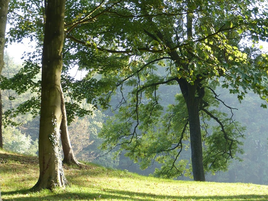Trees