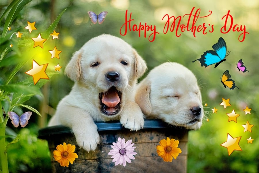 Happy Mother's Day Labrador Puppies Card A5