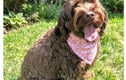 Dog and Cat Bandanas
