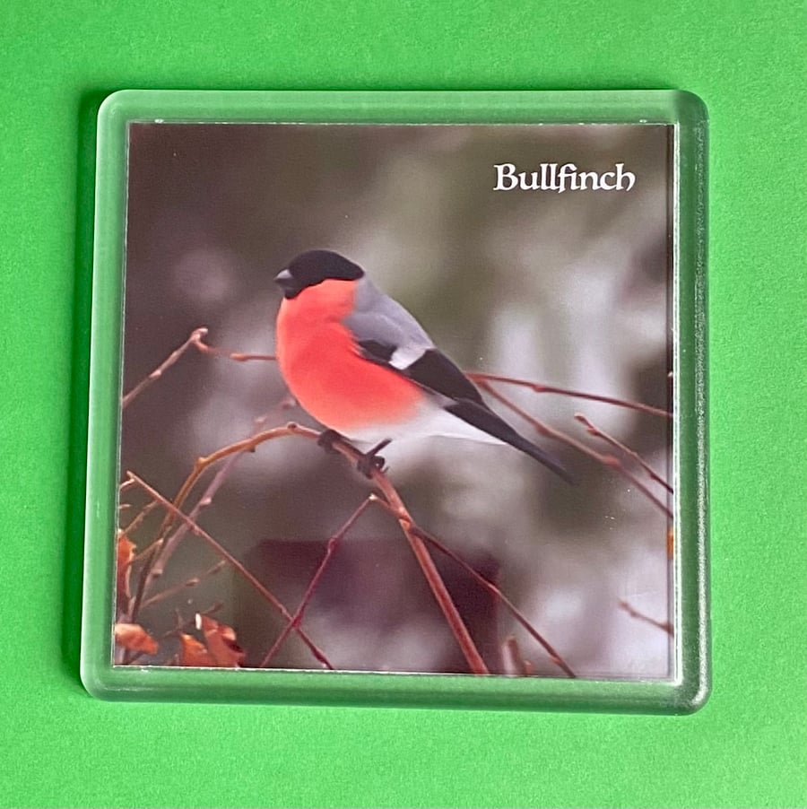 Bullfinch on a Branch - Coaster - Drinks Mat