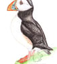Puffin - Keyring - Image 2