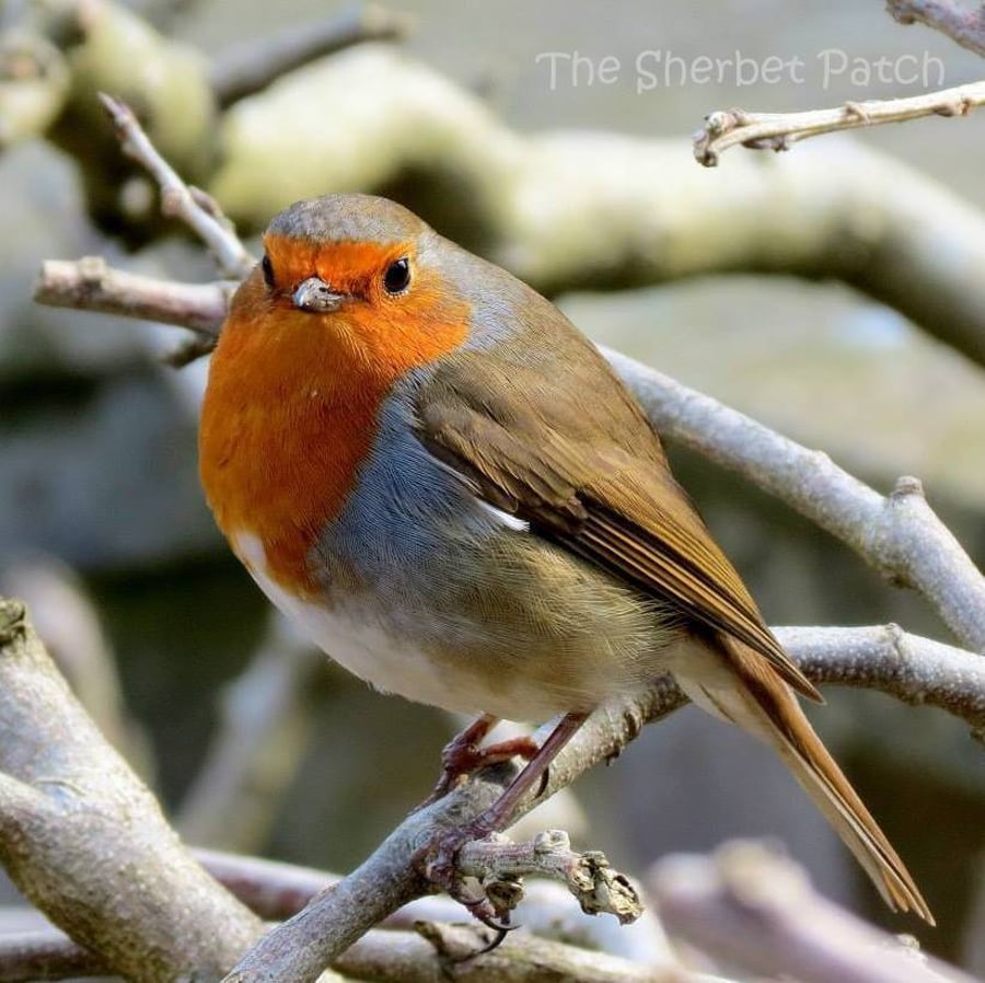 The charismatic robin.  A card featuring an original photograph.  Blank inside.