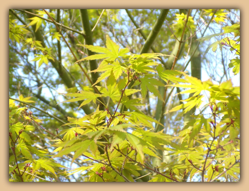 A5 Greeting Card Acer Tree Leaves