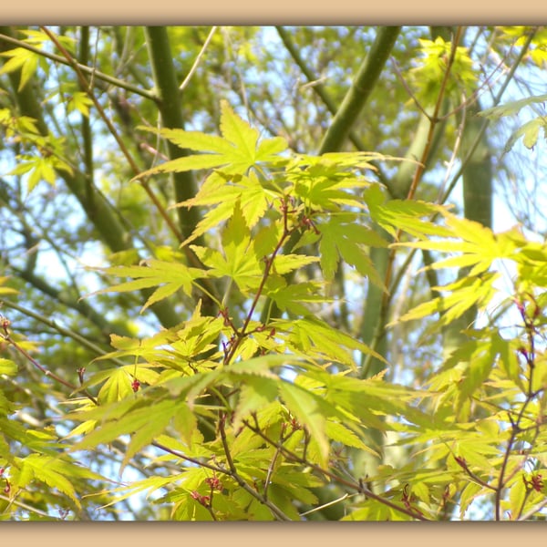A5 Greeting Card Acer Tree Leaves