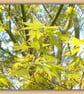 A5 Greeting Card Acer Tree Leaves - Image 1