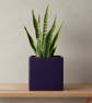 Medium Square Violet Plant Pot Indoor Planter 10 cm - Image 1