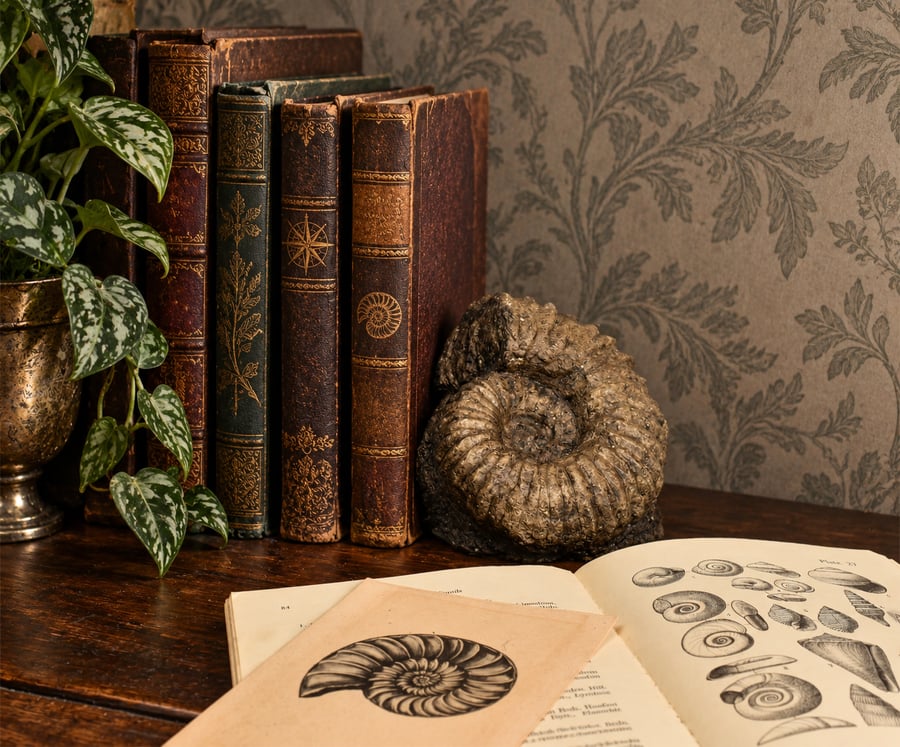 Ammonite Bookend