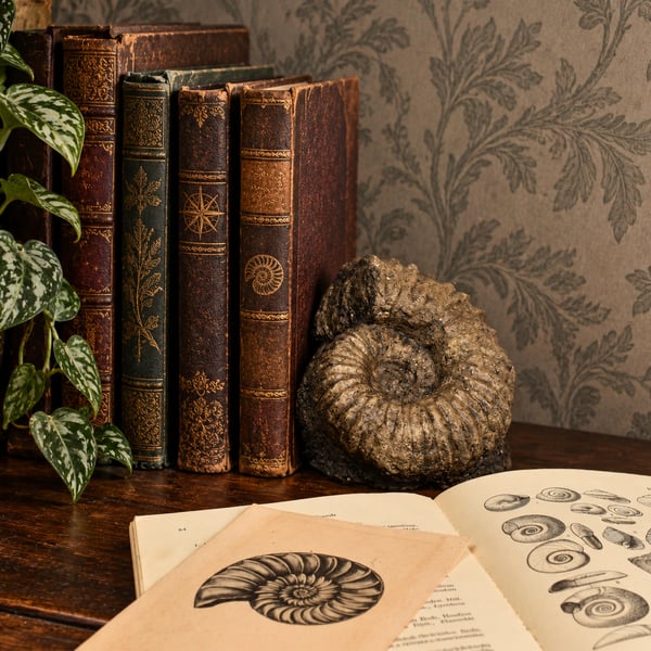 Ammonite Bookend