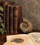 Ammonite Bookend