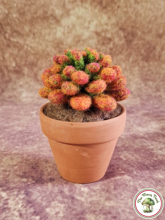 Sedum Crassulacaea. Needle Felted with Wool Fibres. Real Terracotta Pot.