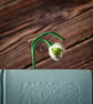 Snowdrop Crochet Bookmark - Petite Edition - Image 1