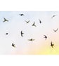 Swift Birds Art Print, Watercolour Painting, available in A5 and A4