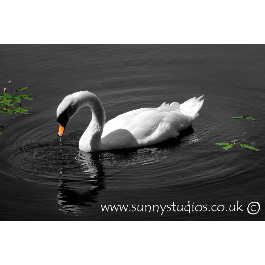 'Taking a Drink' Mounted Print - Ready to Frame Photo - Swan Drinking - Free P&P
