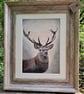 TRADITIONAL Scottish  Stag Drawing Fine Art Print