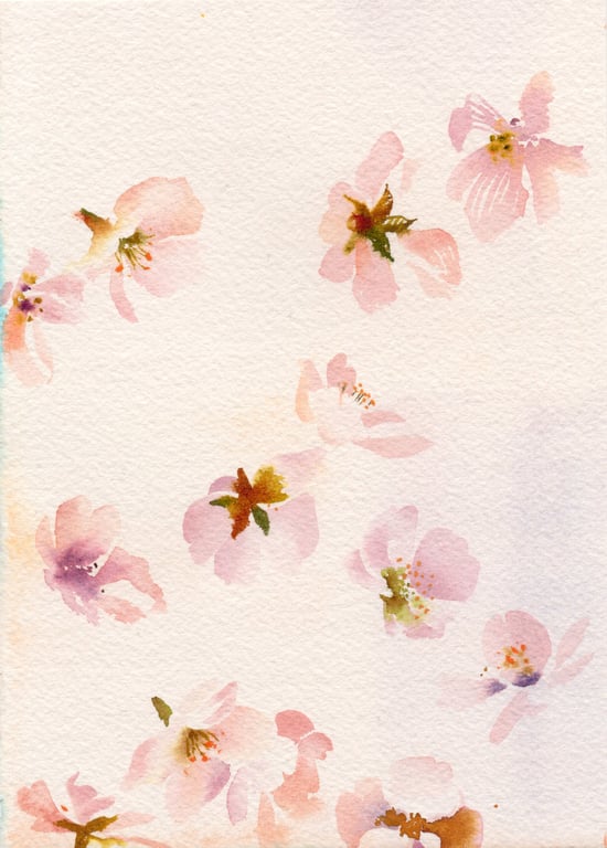 Cherry Blossom Flowers. Watercolour