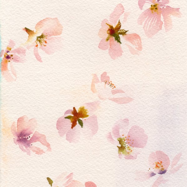 Cherry Blossom Flowers. Watercolour