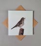 Song Thrush card, blank - Image 3