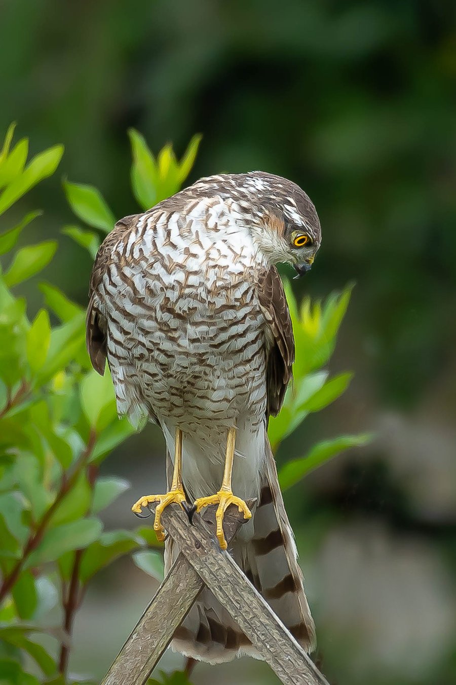 Sparrow Hawk 'Seeking Food' A4 Original Mounted Photo Limited Edition