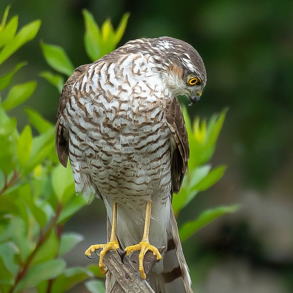 Sparrow Hawk 'Seeking Food' A4 Original Mounted Photo Limited Edition