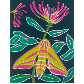 Elephant Hawkmoth screenprint