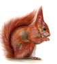 Squirrel British Wildlife Drawing Ltd Ed Fine Art Print 